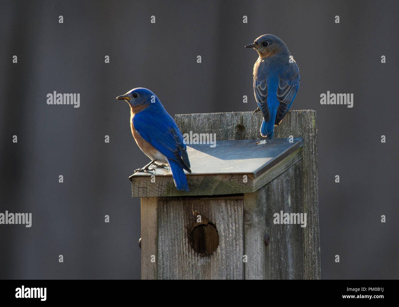 UNITED STATES - March 21: Eastern Bluebird :: Sialia sialis (Photo by