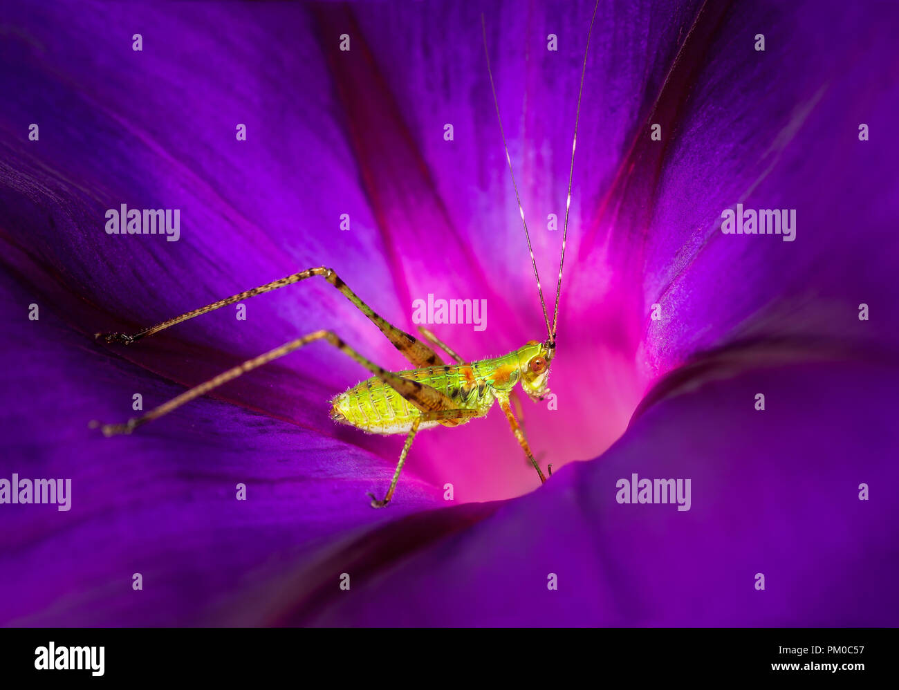 Nymphal form of bush katydid (Scudderia sp.) on common morning glory blossom (Ipomoea purpurea) Stock Photo