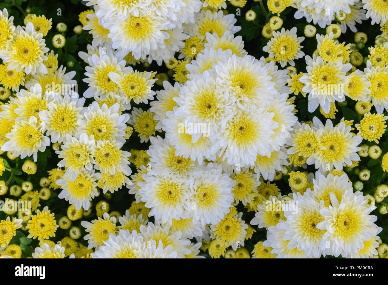 White Chrysanthemum Flower with Yellow Center on top view, Beautiful