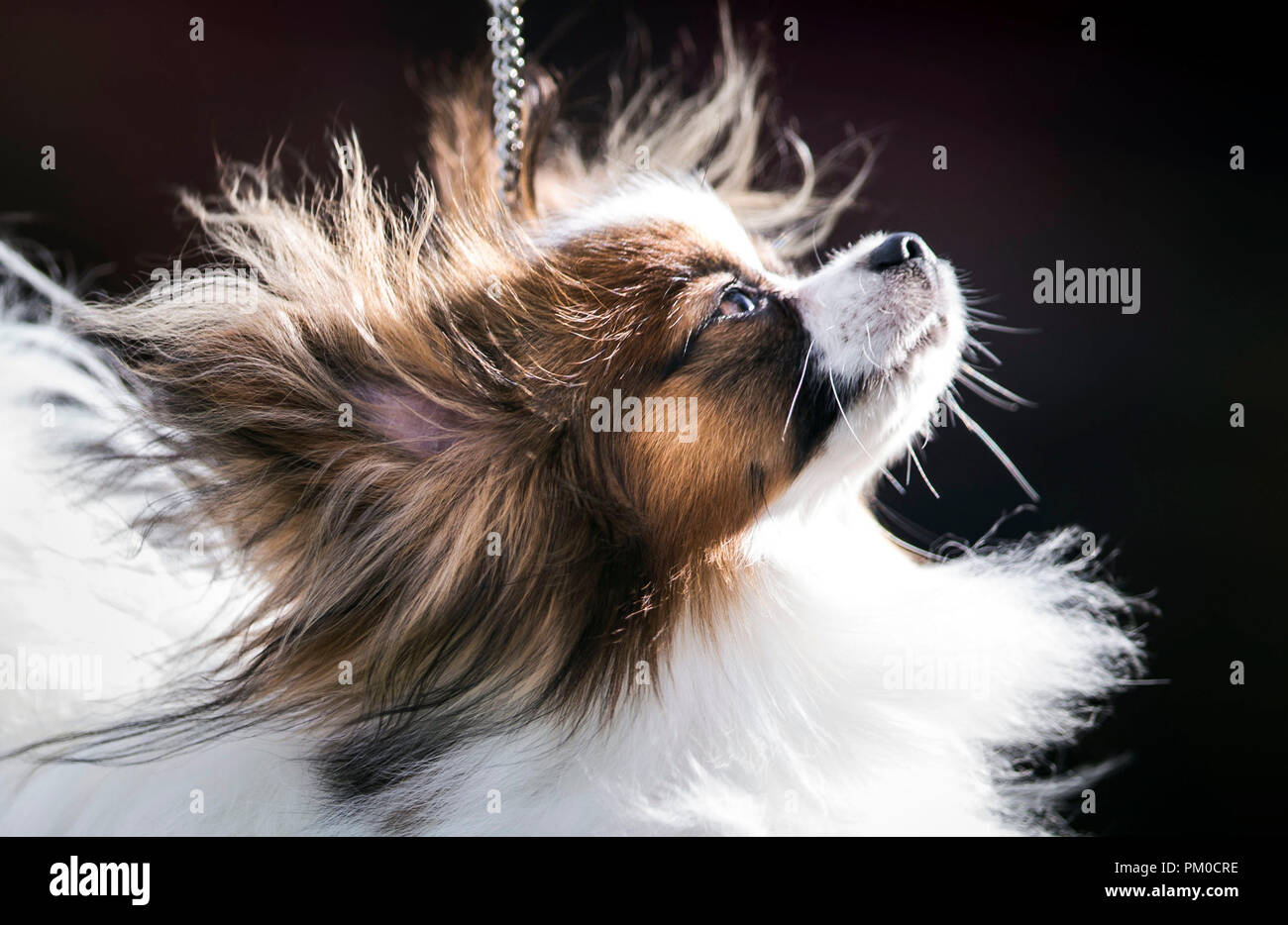 A Papillon during the Darlington Dog Society Annual Show, at Ripon Racecourse in Yorkshire Stock