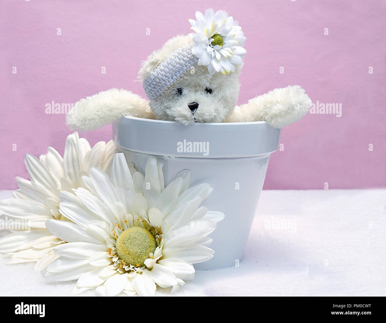 White toy teddy bear inside white planter with huge white daisies isolated on pink background Stock Photo