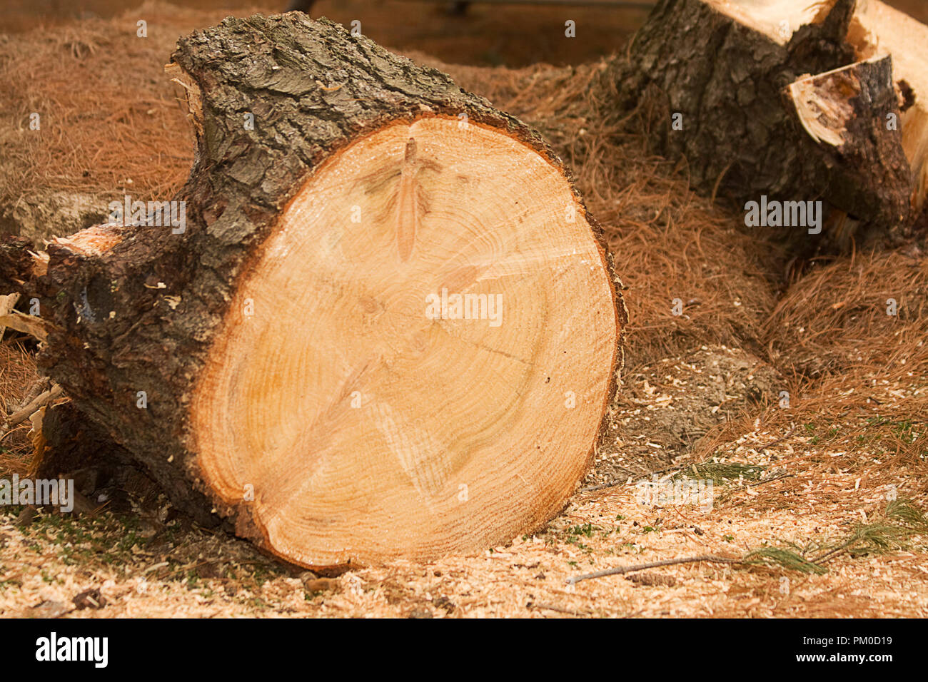 Fallen Tree Being Cut Up In Large Pieces By Chainsaw Stock Photo Alamy