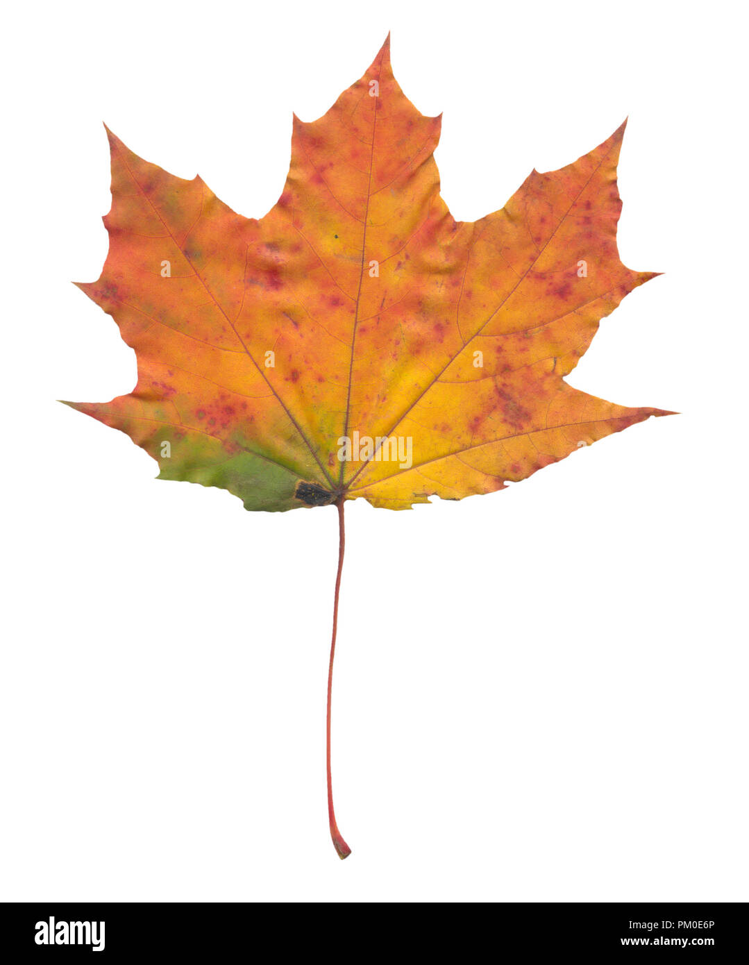 Colorful dry fallen maple tree leaf. Warm colors of the golden autumn. Isolated on white background. Can be used as a building block in a fall season  Stock Photo