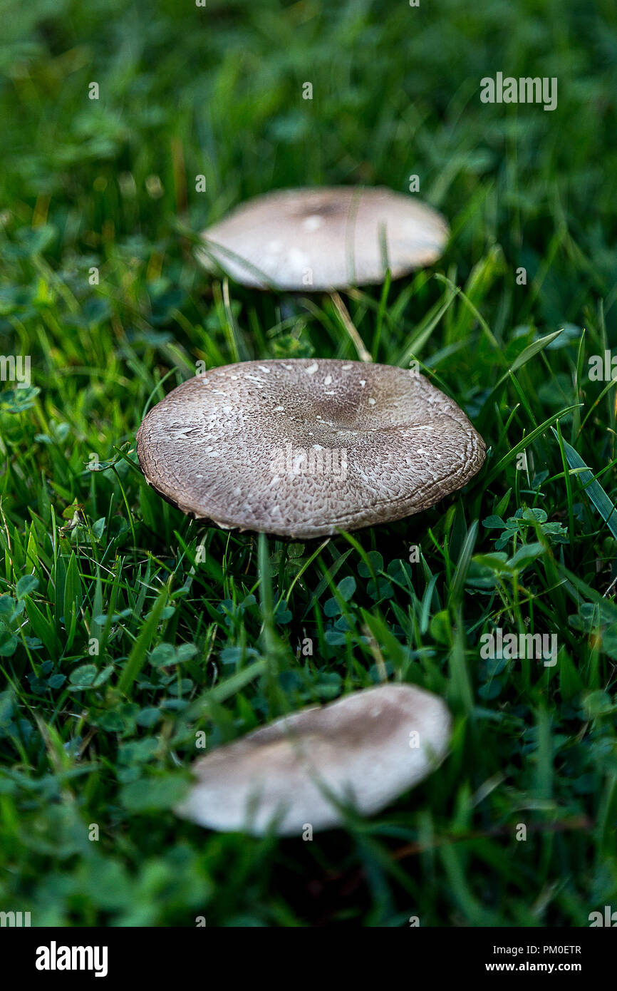 Three wild mushrooms on a green grass field Stock Photo