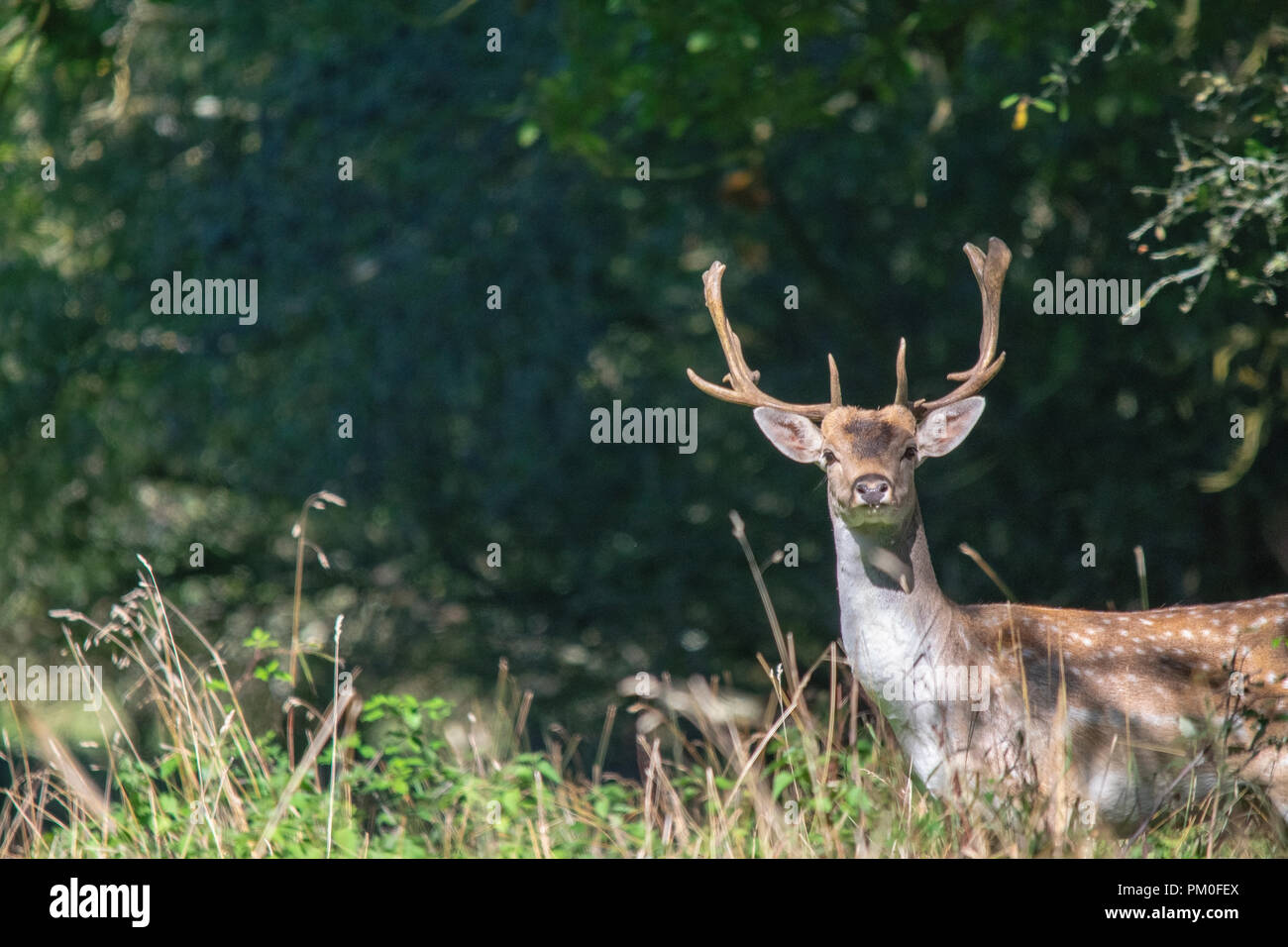 Fallow Deer Stag Stock Photo