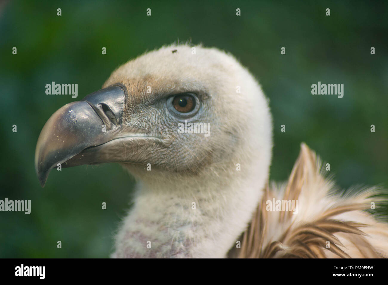 Eurasian Griffon Vulture Stock Photo