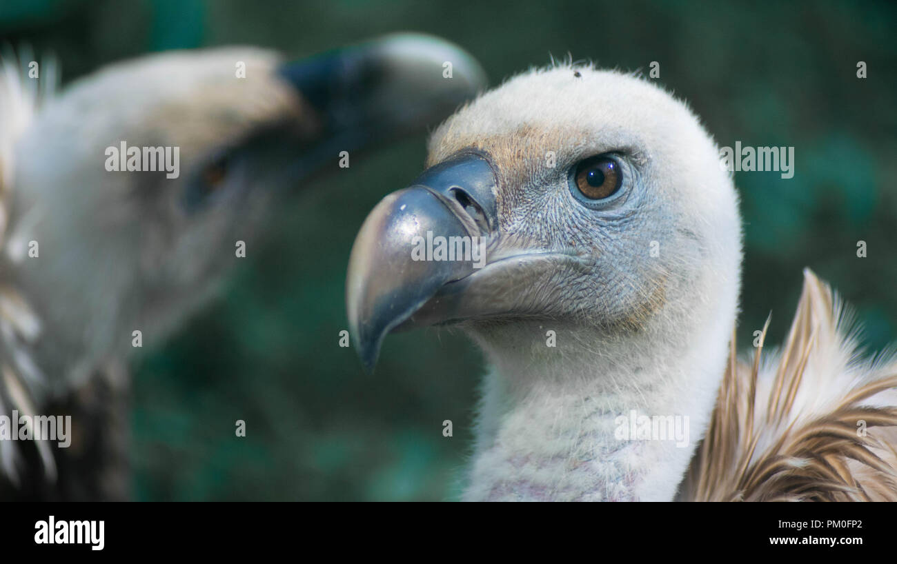 Eurasian Griffon Vulture Stock Photo - Alamy
