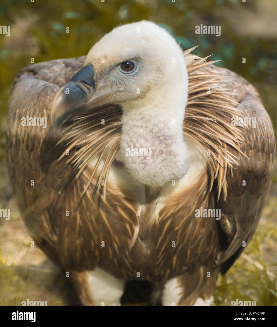 Eurasian Griffon Vulture Stock Photo - Alamy