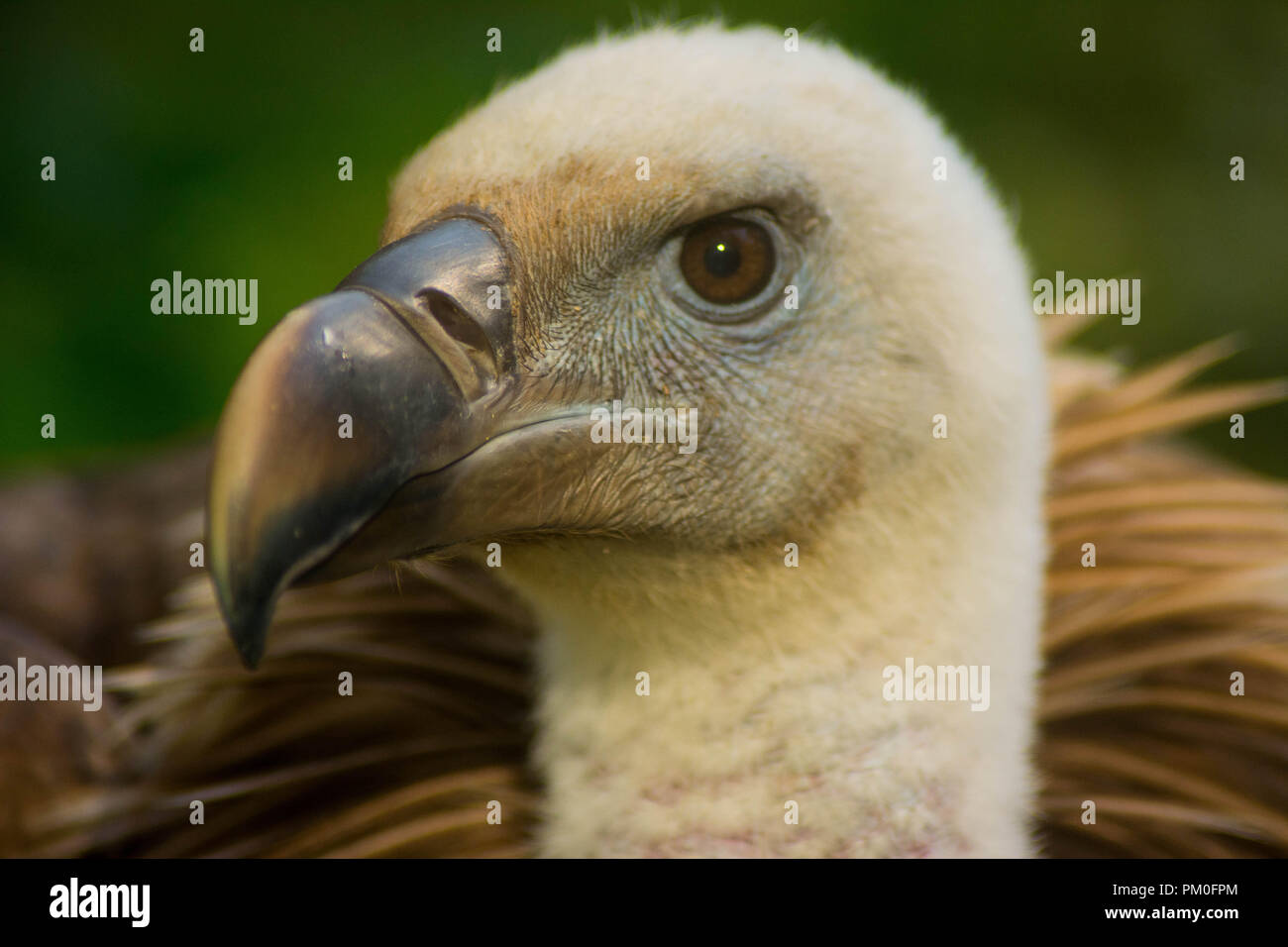 Eurasian Griffon Vulture Stock Photo