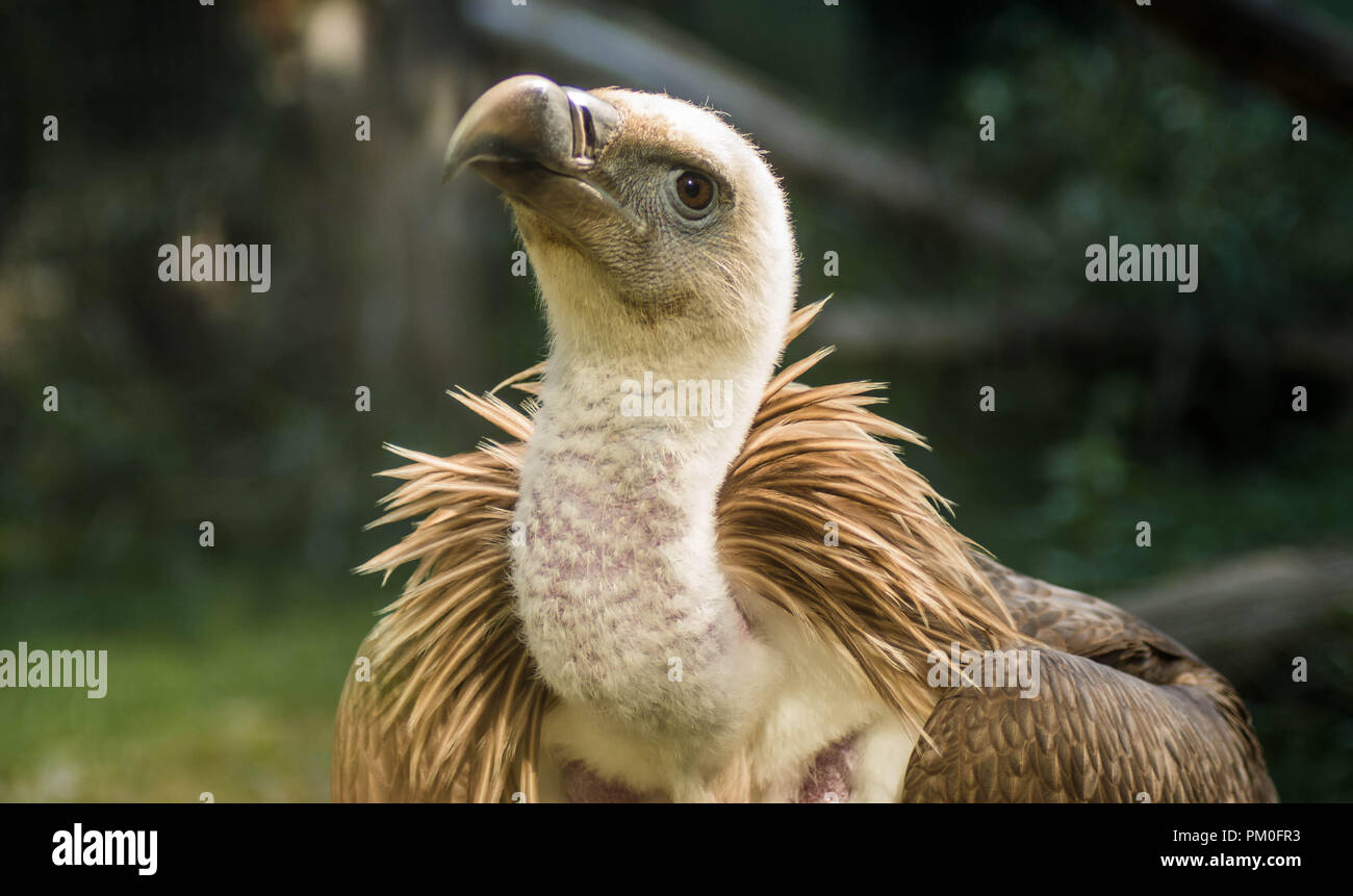 Eurasian Griffon Vulture Stock Photo - Alamy