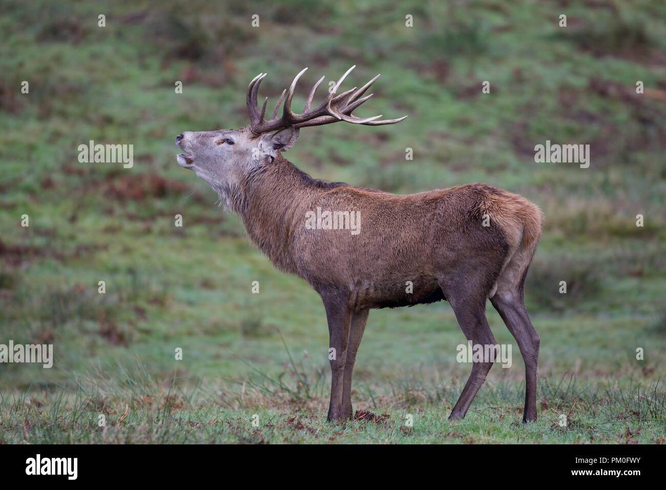 Male Red Deer Cervus elaphus with magnificent antlers calling in Autumn Stock Photo