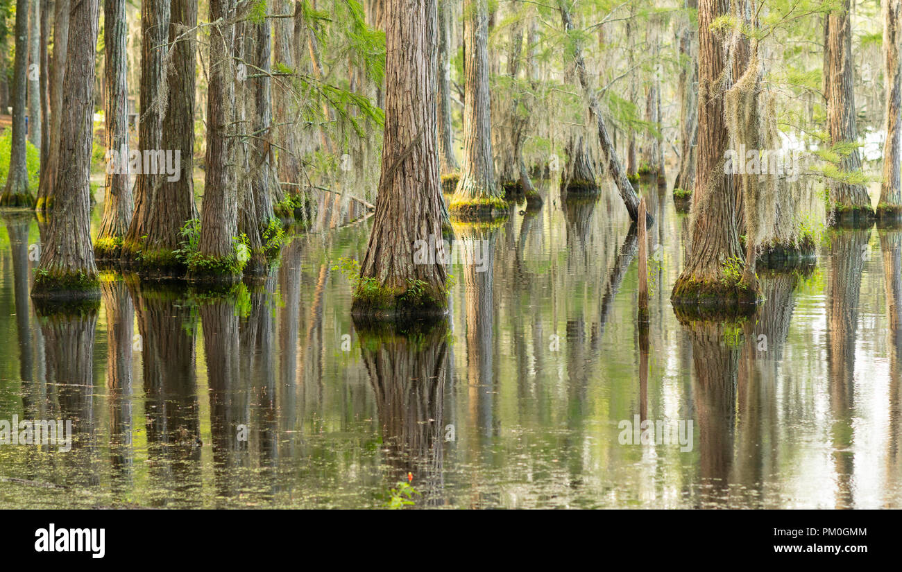 Florida slough swamp marsh hires stock photography and images Alamy