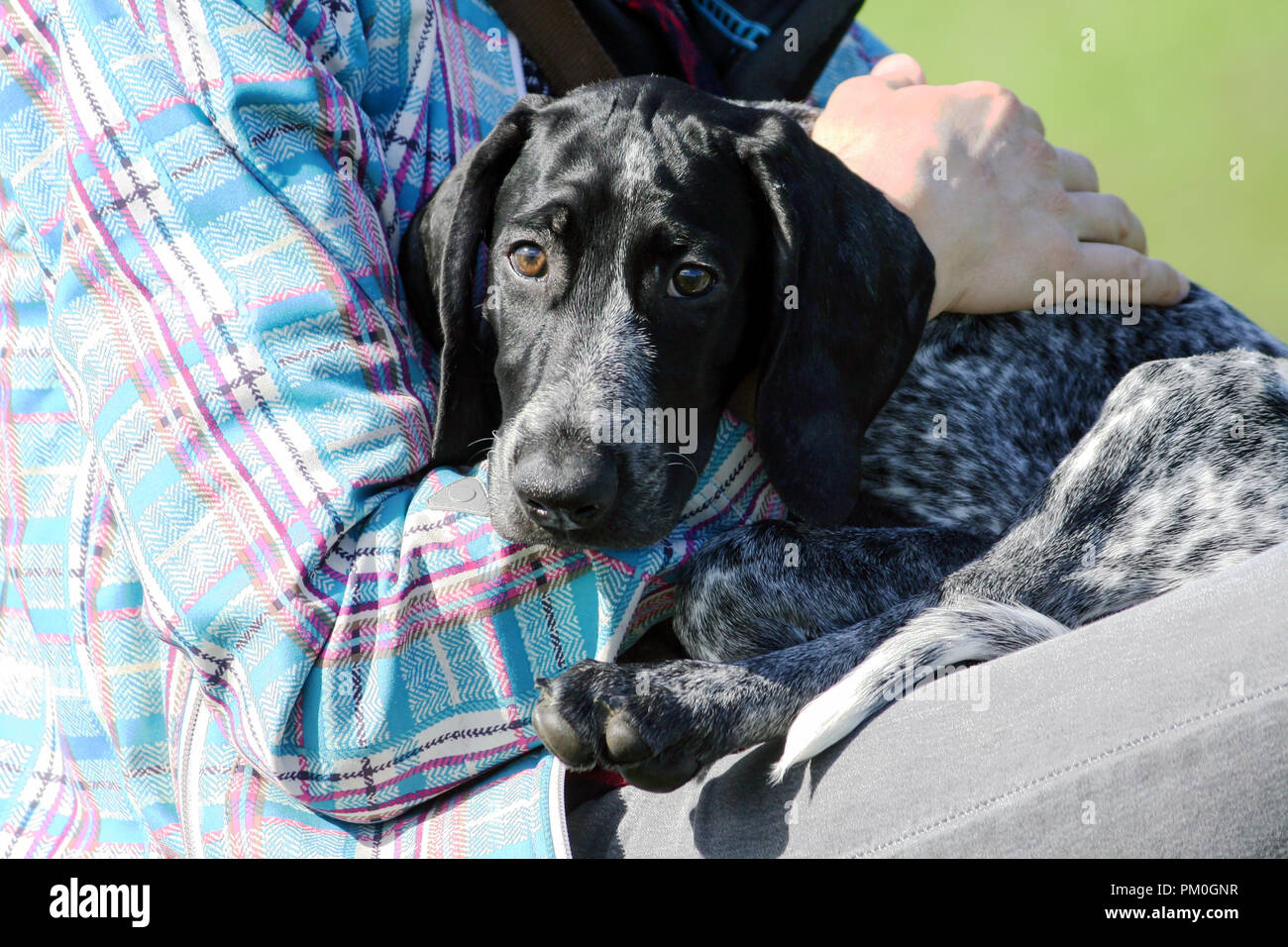 a man in a plaid blue jacket is holding a small black puppy german shorthaired pointer, kurtshaar,  dog has sad and frightened eyes, seeks protection Stock Photo
