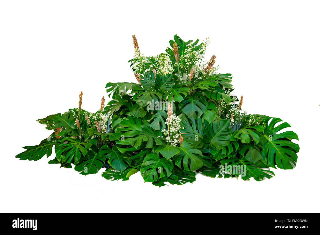 monster Leaves used in modern designs tropical leaves foliage plant bush floral arrangement nature backdrop isolated Stock Photo