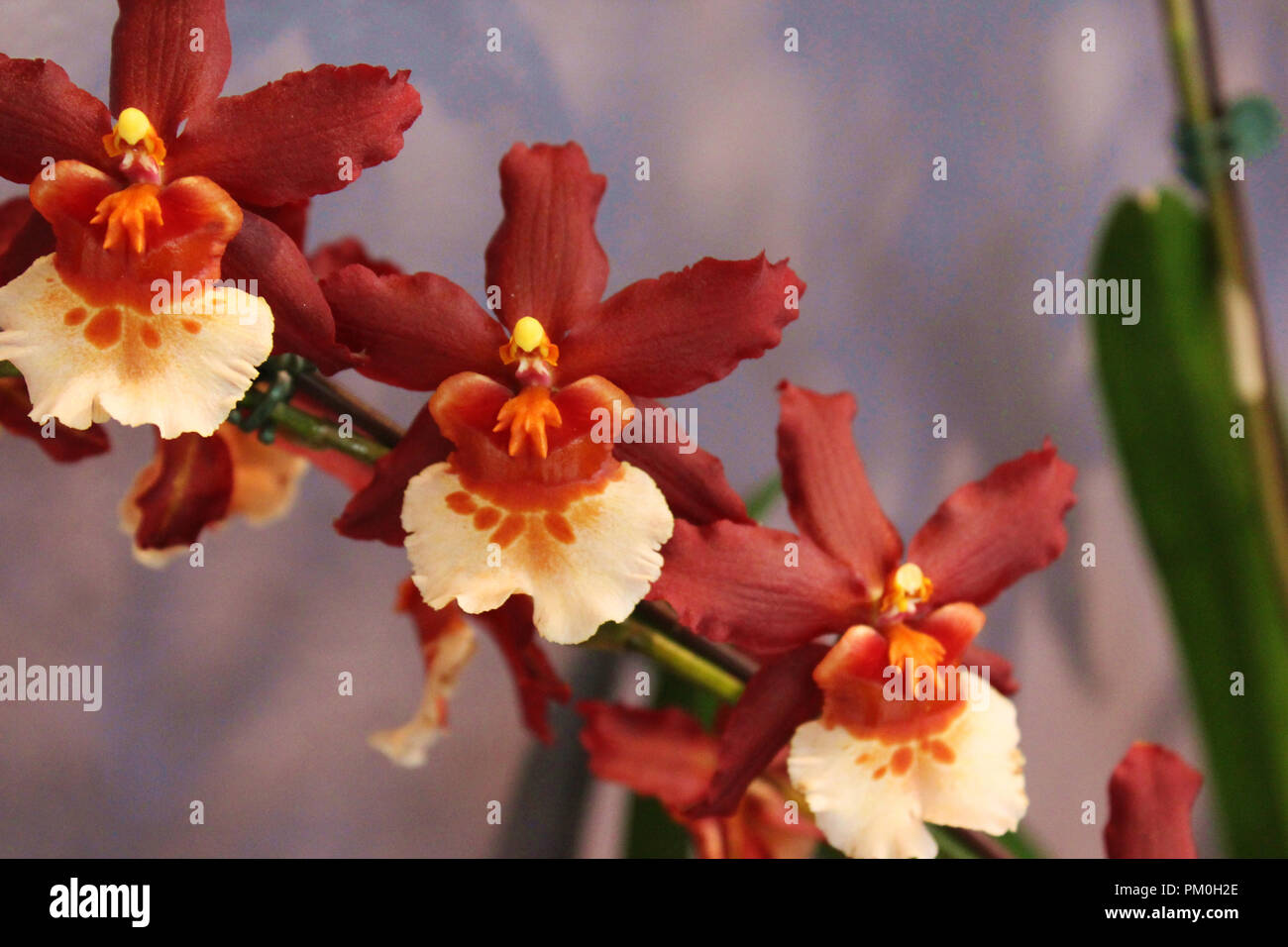 Close up of a blooming branch of brown, yellow and orange Oncidium orchids Stock Photo