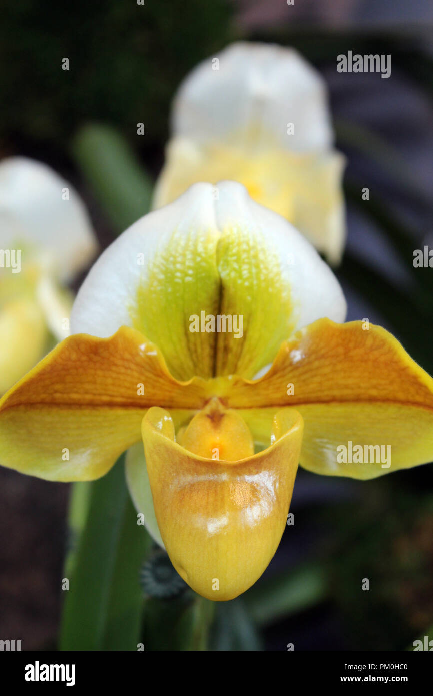 Close up of a blooming Lady Slipper Orchid, Paphiopedilum Stock Photo