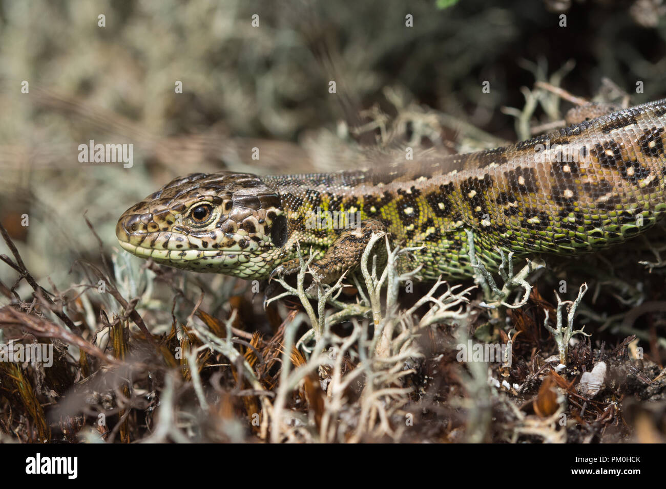 Sand lizard (Lacerta agilis) - young male animal among moss on a Surrey heathland site, UK Stock Photo