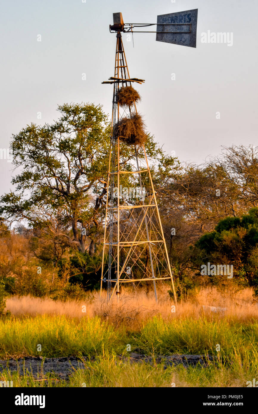 A portrait image of a rickety frame of a windmill which has large bird nests resting on the frame. There is green grass and green leaved trees too. Stock Photo