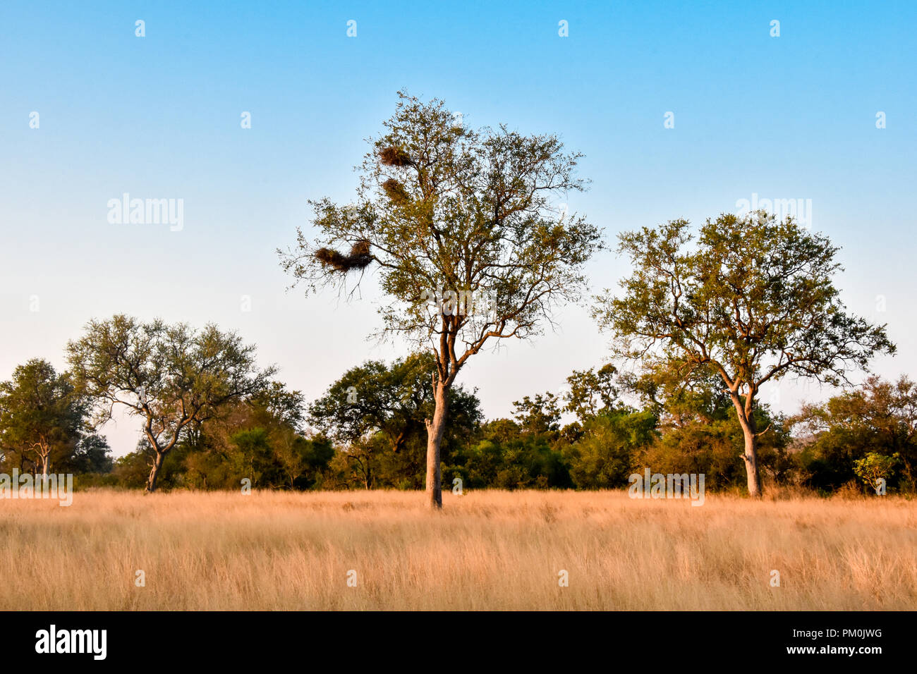 African savanna trees and grass hires stock photography and images Alamy