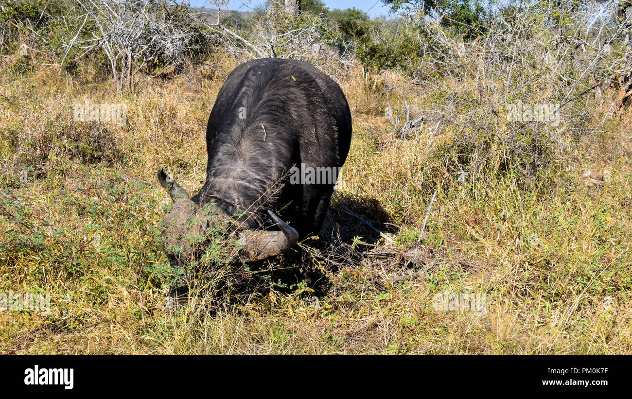 A single buffalo with horns grazing in thick grass in sunlight. This is in the savanna in the greater Kruger National Park. Lush vegetation foraging Stock Photo