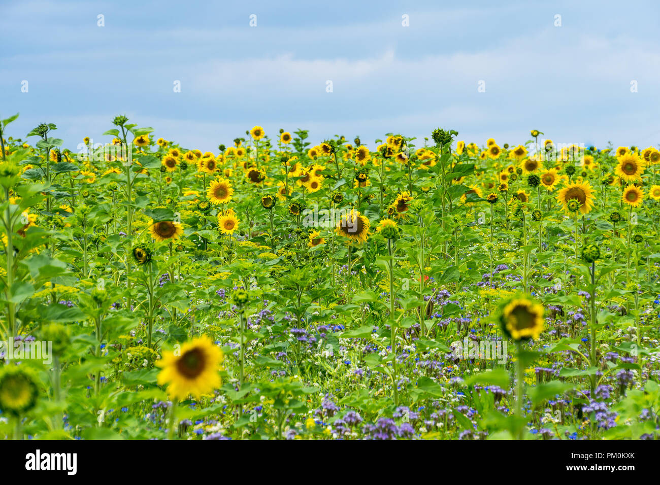 Yellow field of blooming sunflowers in summer with sun Stock Photo - Alamy