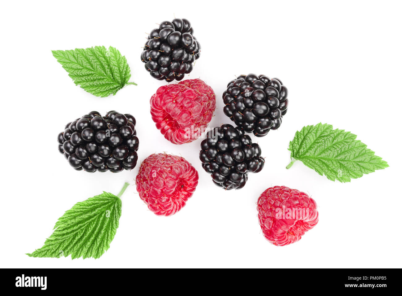 Blackberry Vs Raspberry Leaf blackberry and raspberry with leaves isolated on white background. Top ...