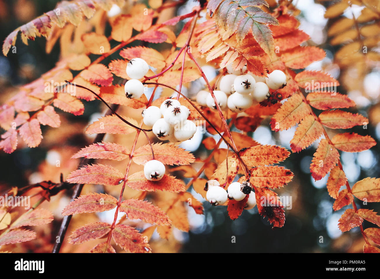 Closeup of autumn red colored leaves and white berries of Chinese rowan tree, Sorbus koehneana in nature. Selective focus. Stock Photo