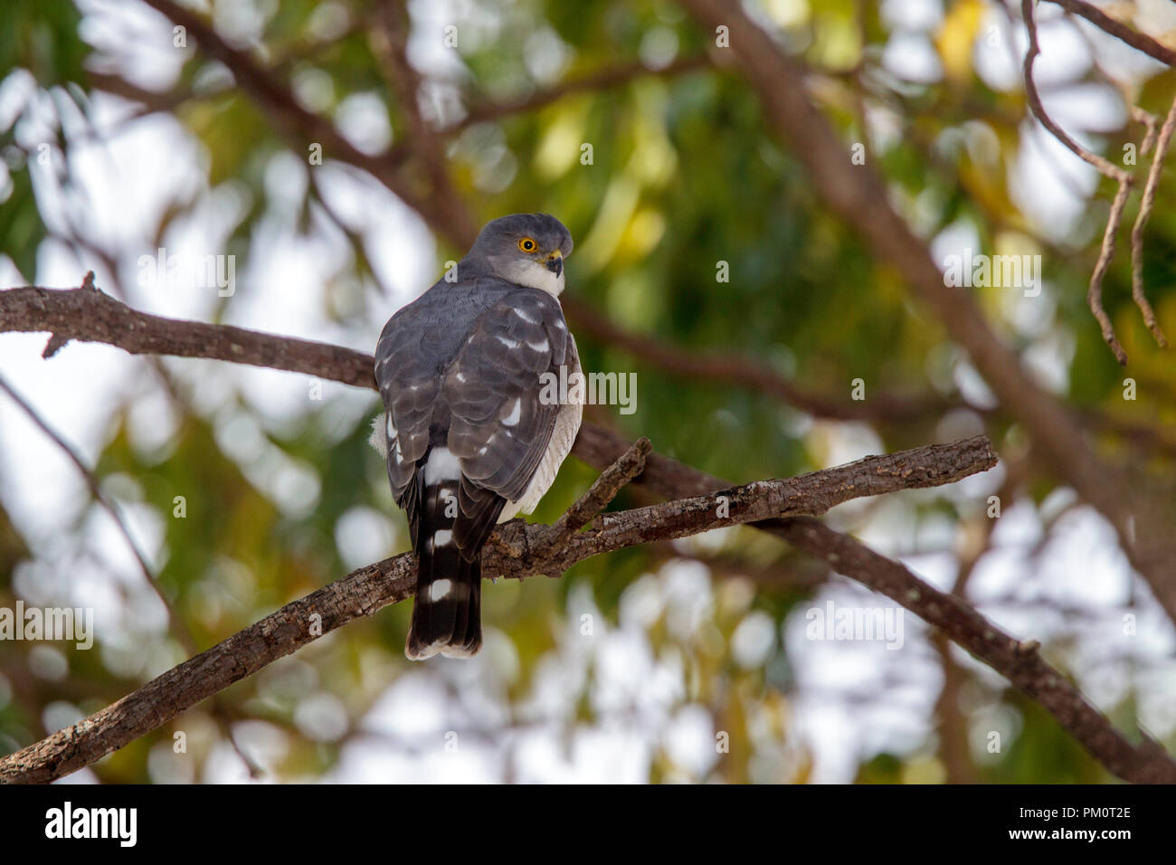 Little Sparrowhawk  Accipiter minullus Lataba Camp, Kruger National Park, South Africa 19 August 2018      Adult       Accipitridae Stock Photo