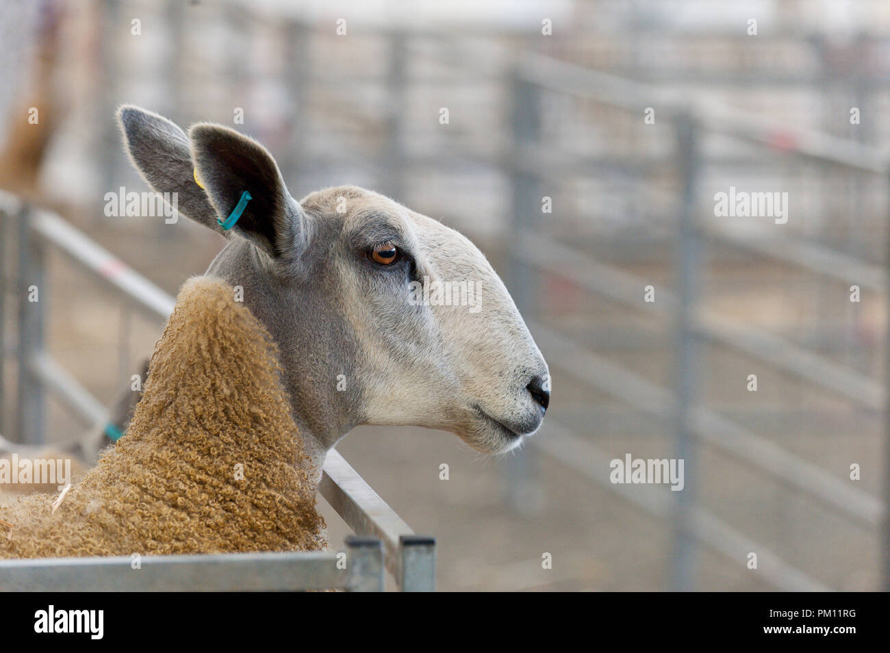 Border leicester breed hi-res stock photography and images - Alamy