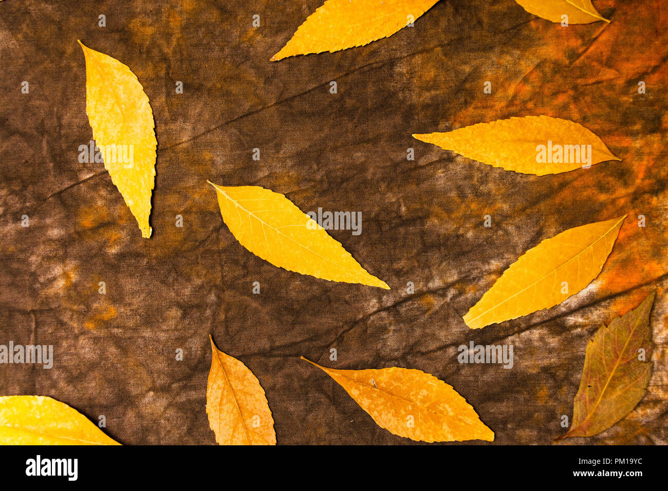 Autumn leafs background on natural wooden board with copy space Stock Photo