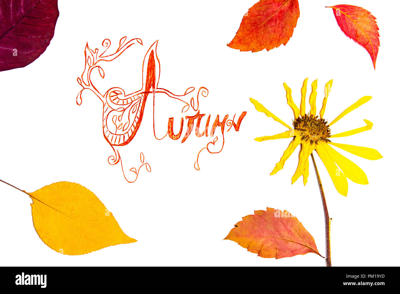 Autumn card with fallen leafs , fall background Stock Photo