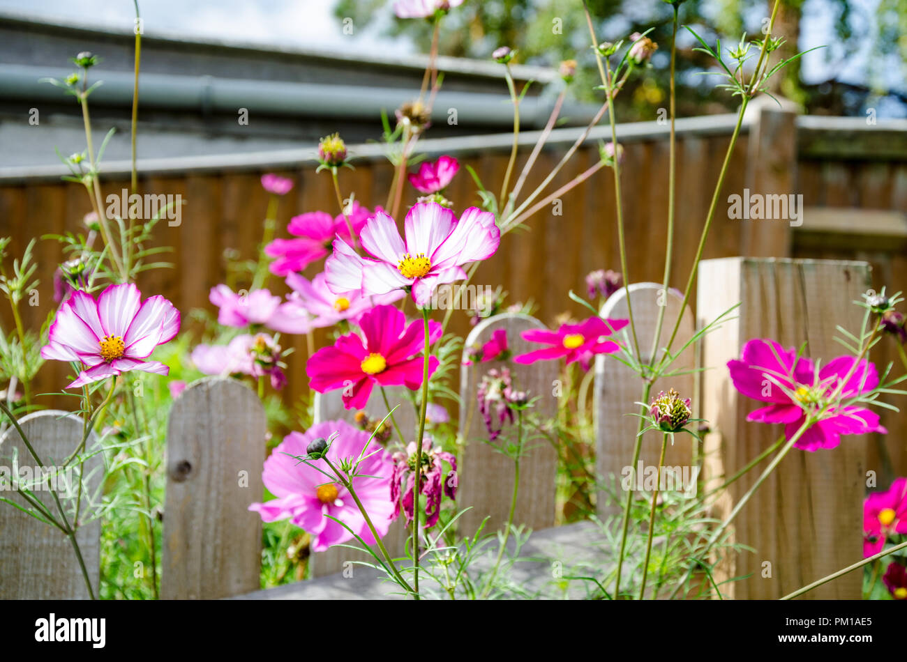 Cosmos Bipimmatus, varieties 'Candy Stripe' and 'Sensation Mixed' growing in a residential back garden. Stock Photo