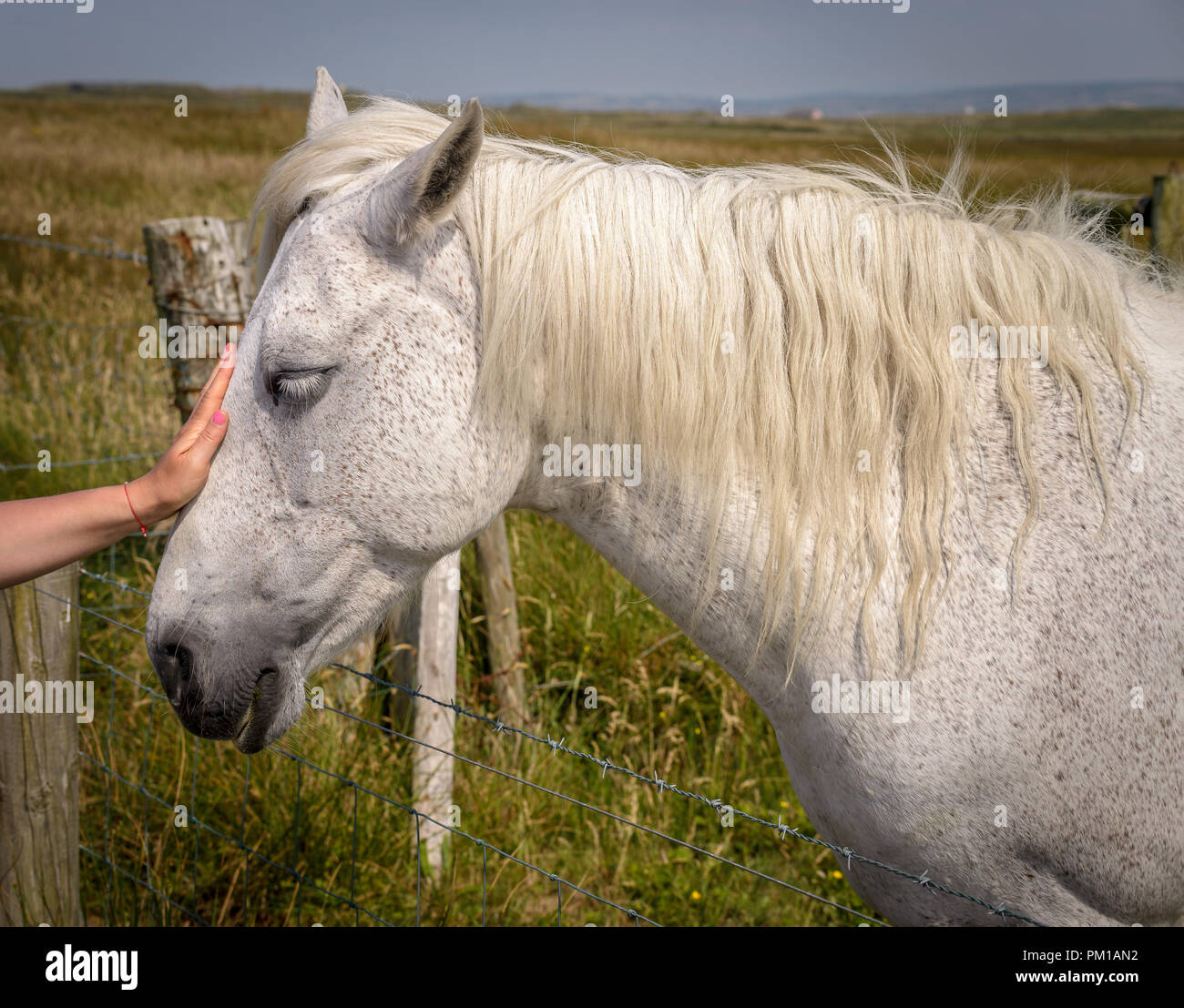Beautiful needy white horse and gentle woman's hand petting horses sad