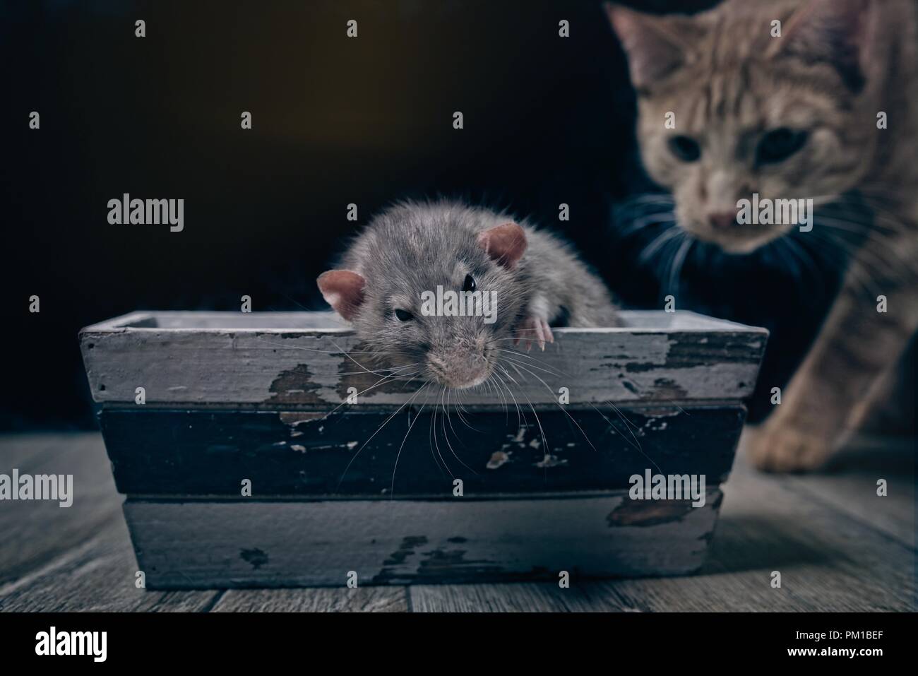 Playing Cat and Mouse. Tabby cat looking curious to a rodent. Stock Photo