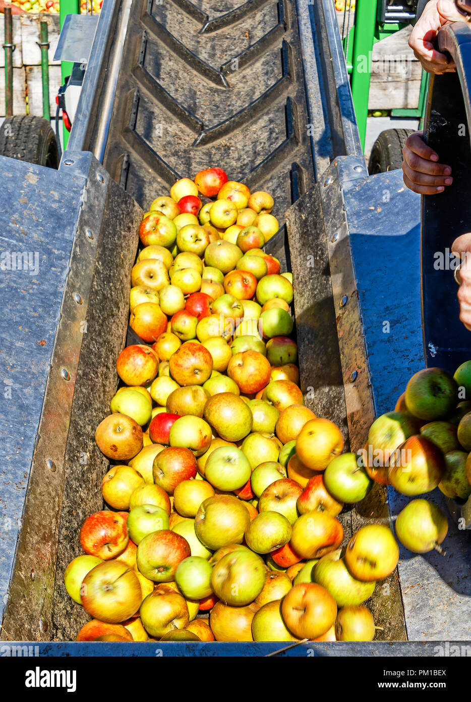 Farmer delivering apples to a cider winery in Hesse, Germany Stock Photo