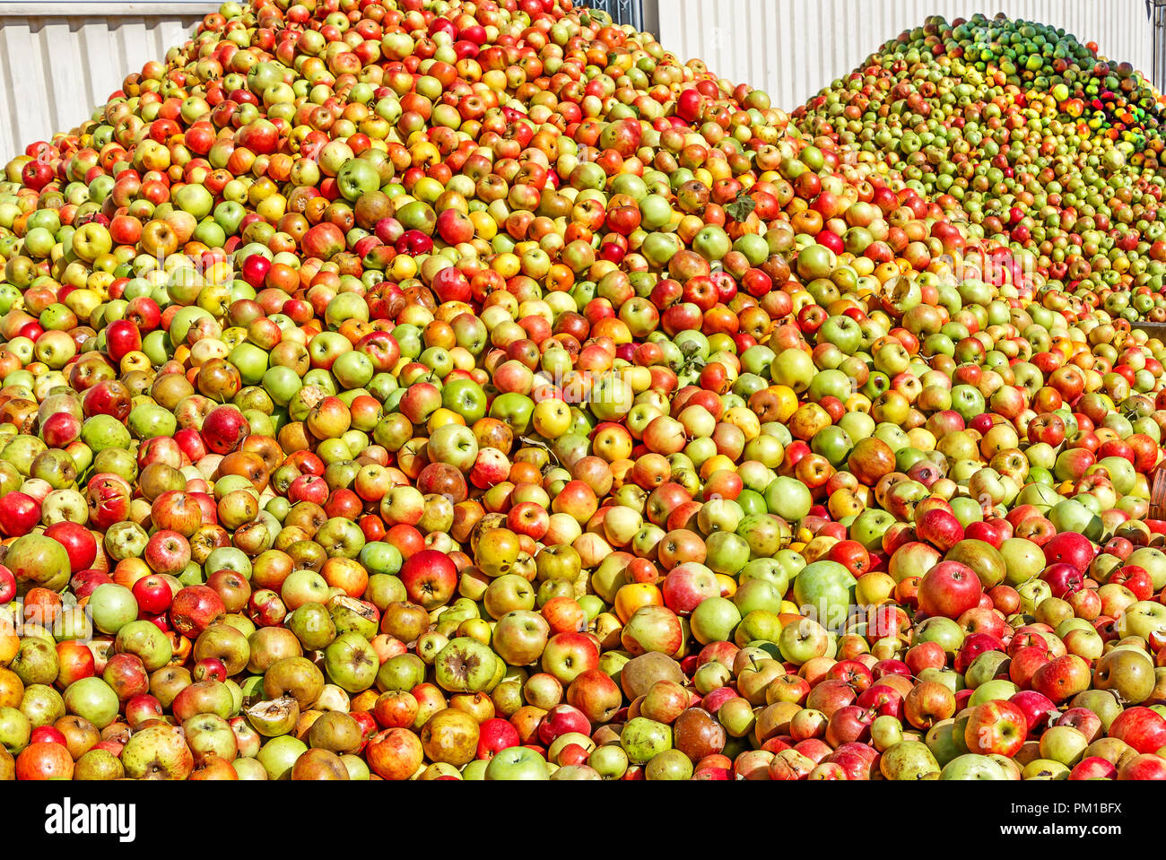 Mountains of apples for making cider in Hesse, Germany Stock Photo