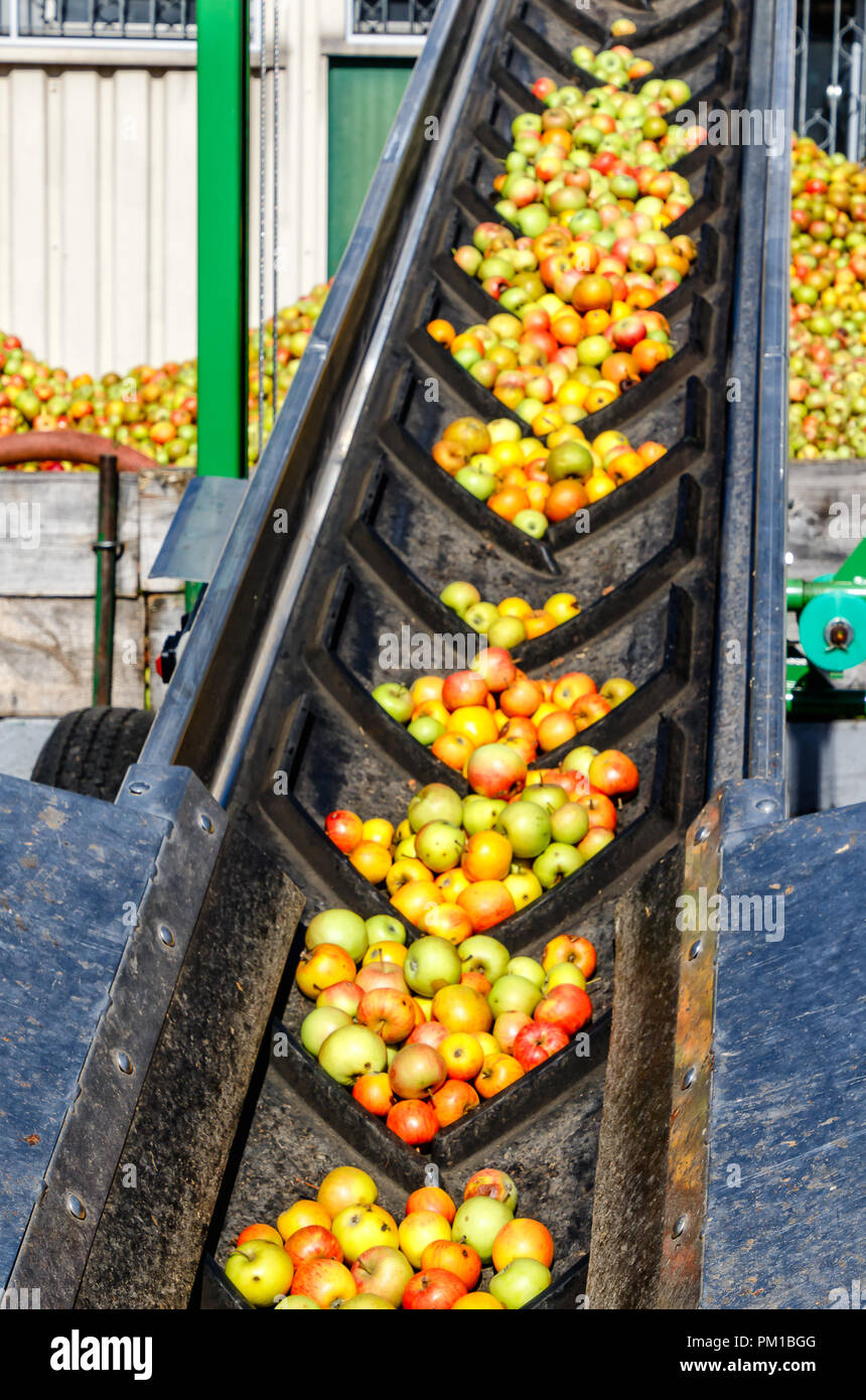 Fresh apples on the conveyor belt - delivery to a German cider-winery. Stock Photo