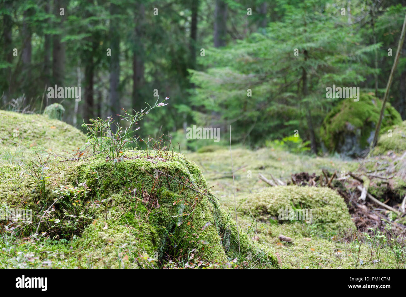 Moss covered old stump in a green spruce tree forest Stock Photo - Alamy