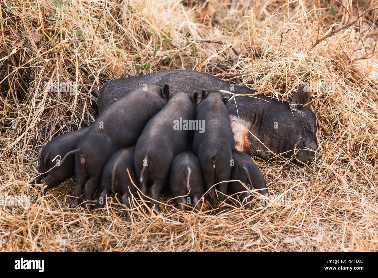 Wild boar piglets drink milk from her mother Stock Photo