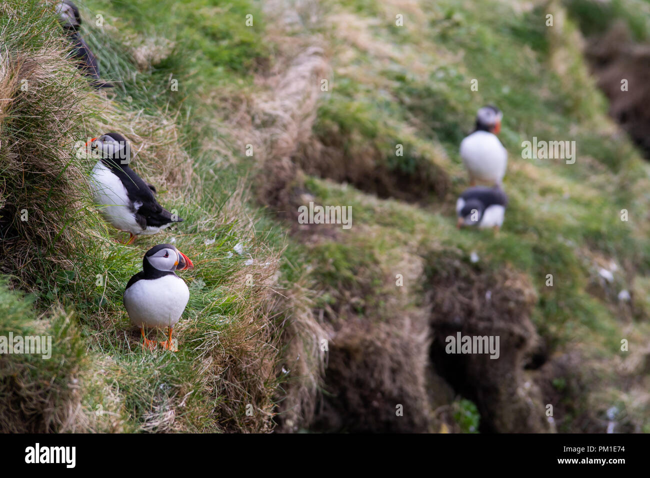 A group of puffins on a ledge Stock Photo