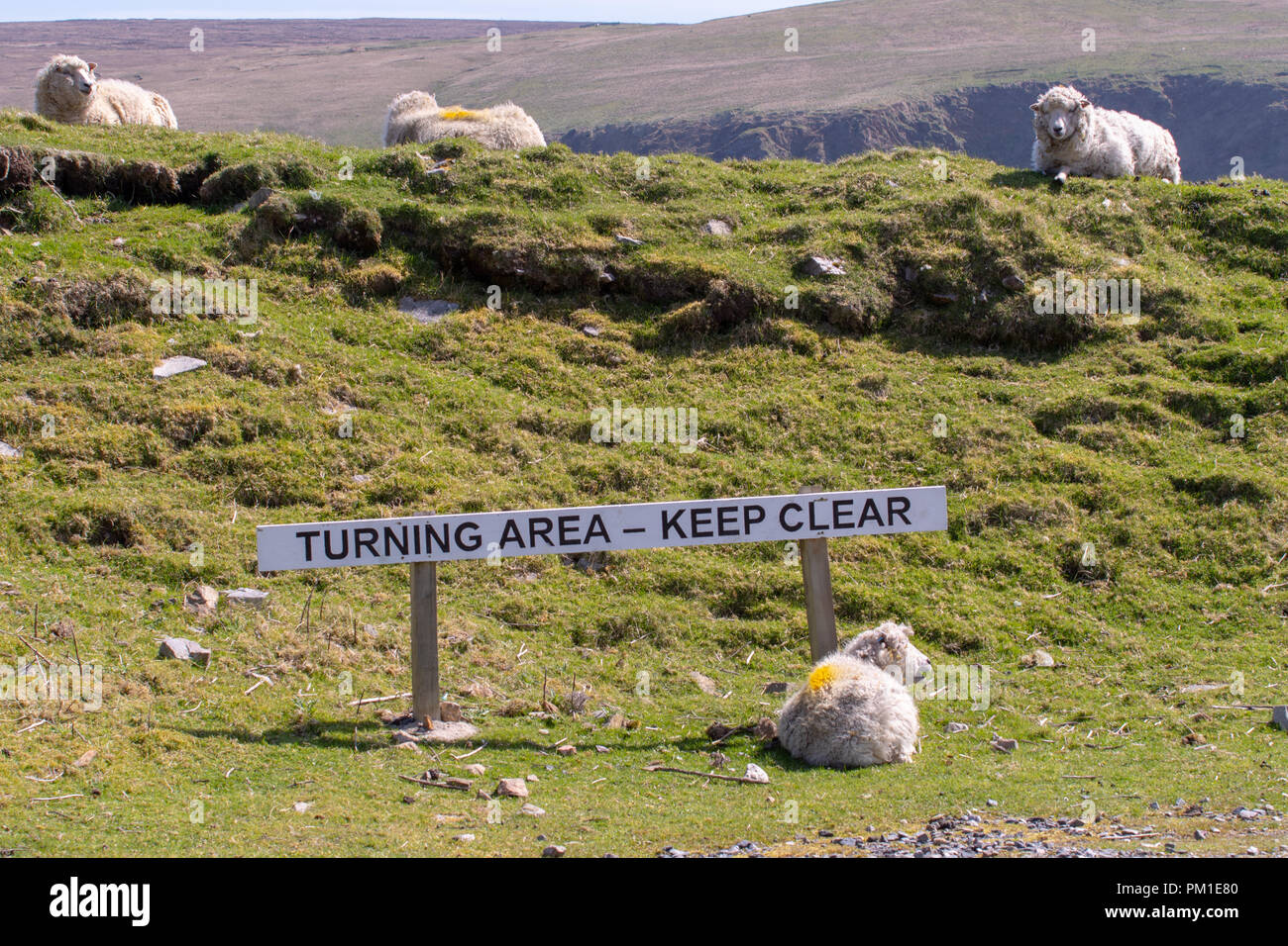 Sheep lie next to a sign indicating the turning area at the end of the road at Hermanness, on the island of. Unst, the most northerly road in Britain Stock Photo