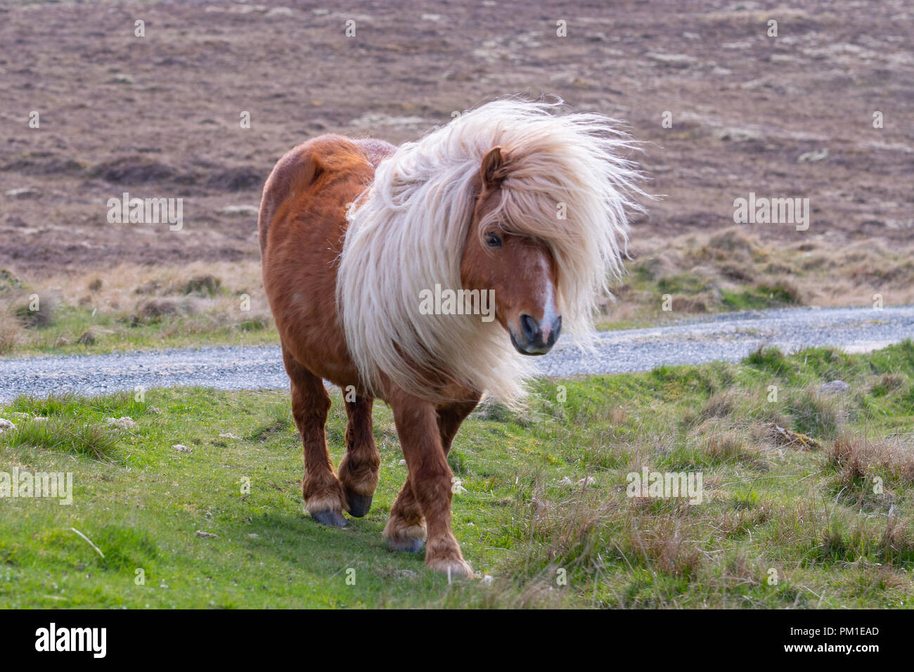 A lone Shetland Pony walking on grass near a singletrack road on a