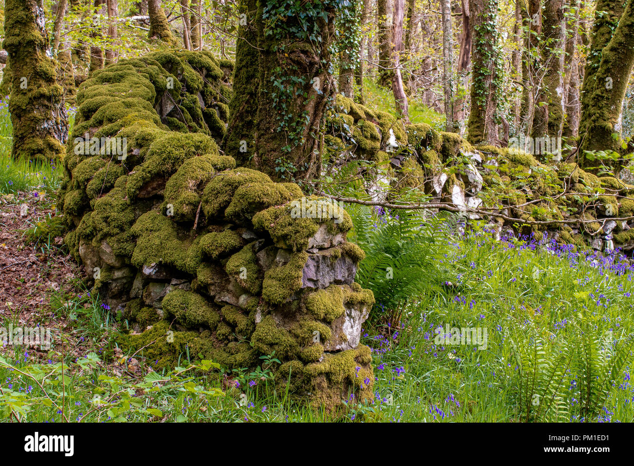 A dry stone wall covered in mossess and lichens curves around a tree ...
