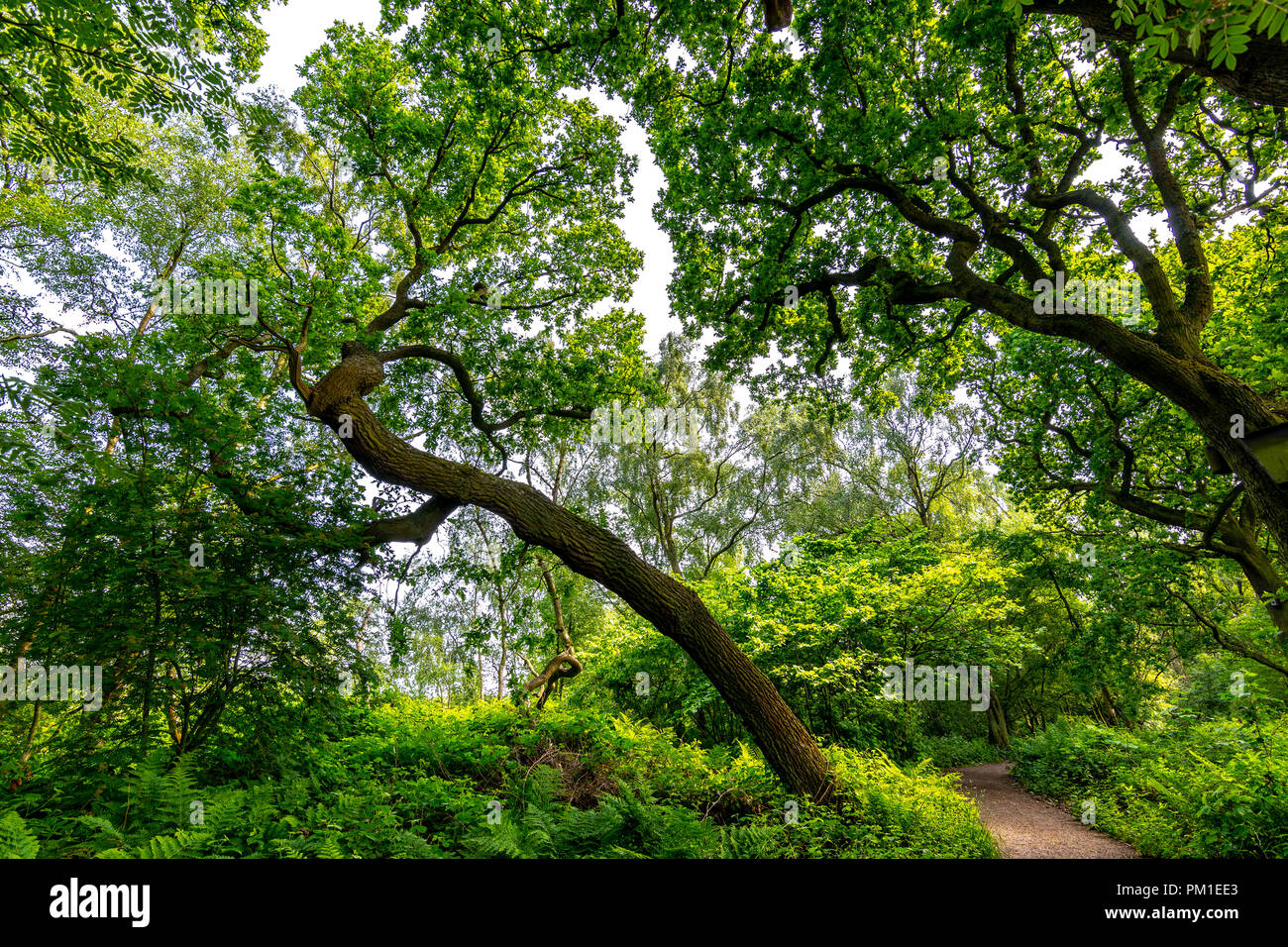 A Tall Tree Winds Its Way Up To The Tree Canopy To Catch The Light Towering A Tall Tree Winds Its Way Up To The Tree Canopy To Catch The Light Towering