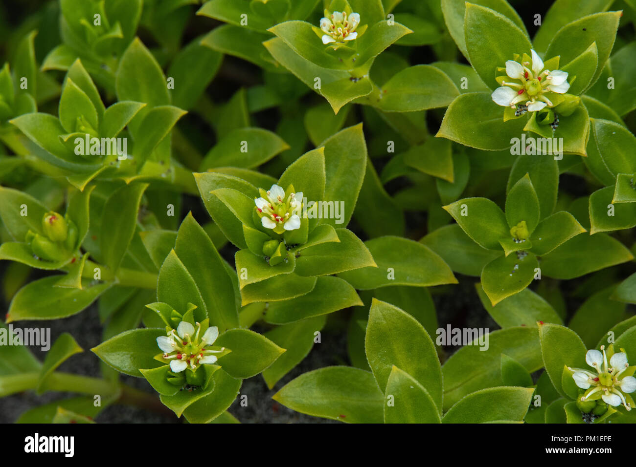 Five white petals spread apart are the sea chickweed's flower in full bloom and stand out against the four green leave pattern of the rest of the plan Stock Photo