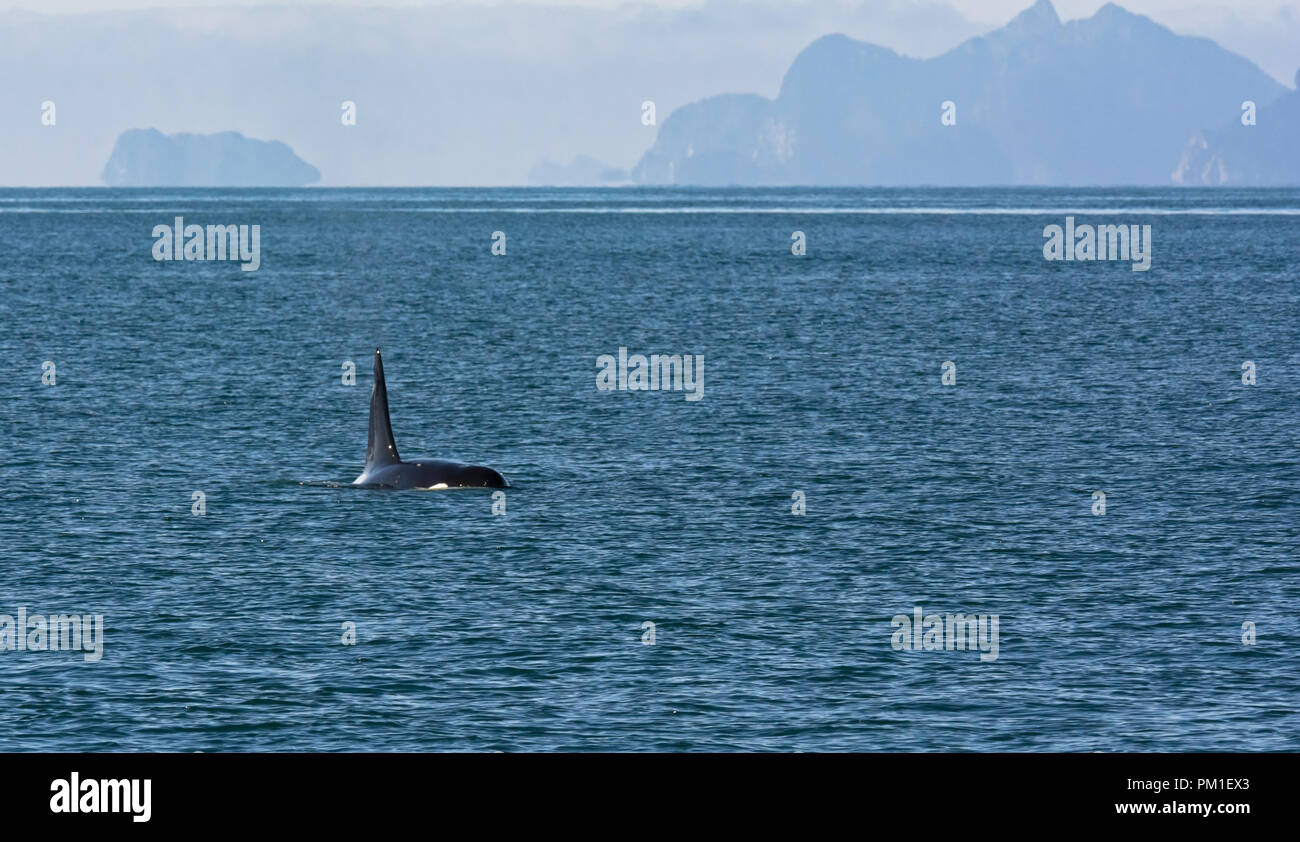 Bull orca swims along the choppy waters of Resurrection Bay near Seward Alaska with the massive vertical dorsal fin well clear of the water Stock Photo