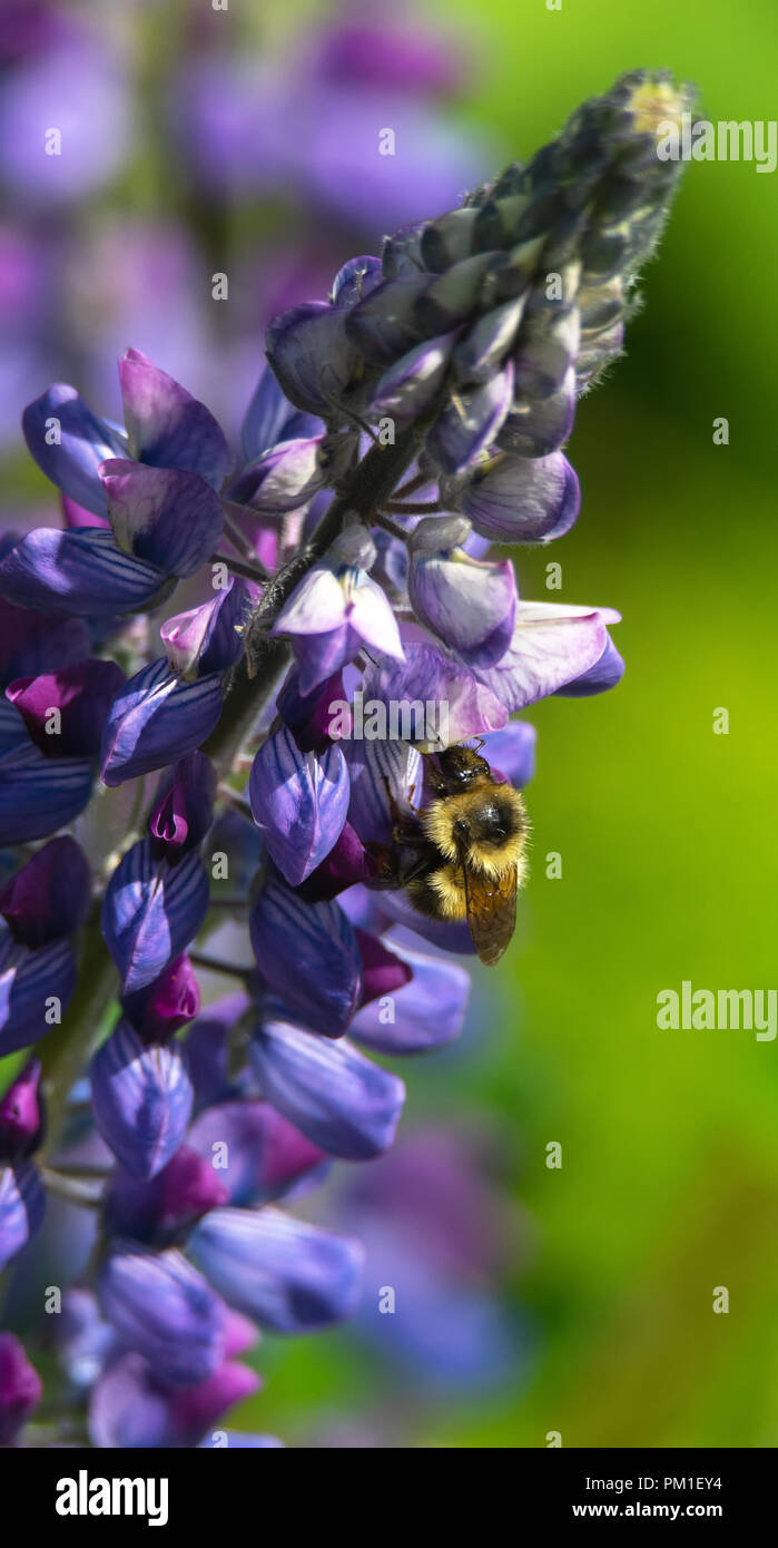 A yellow and black banded bumble bee gathers necture from a blooming blue and white lupine flower. Stock Photo