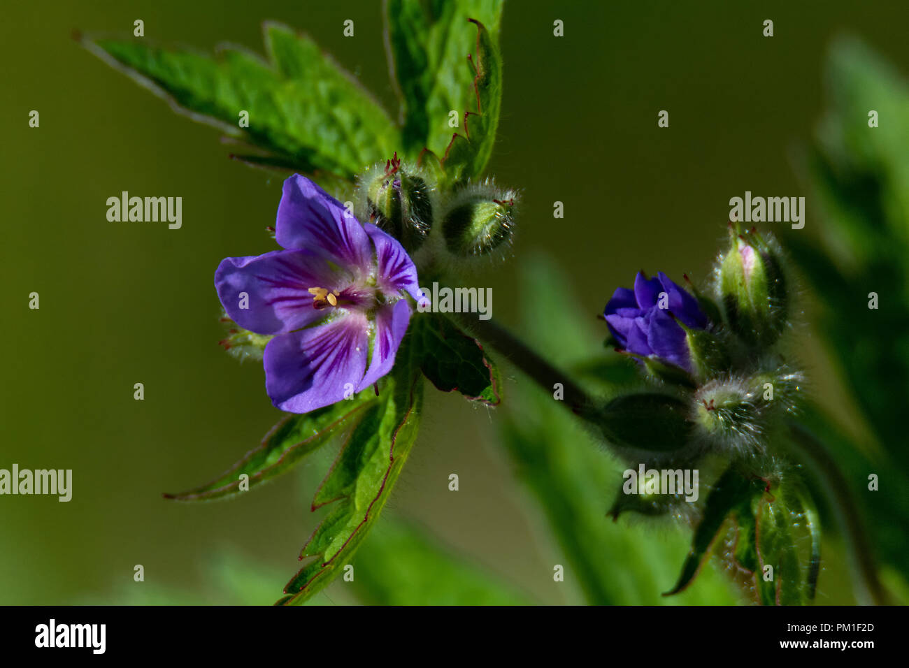 With five purple petals spread wide, a wild geranium presents it flower Stock Photo