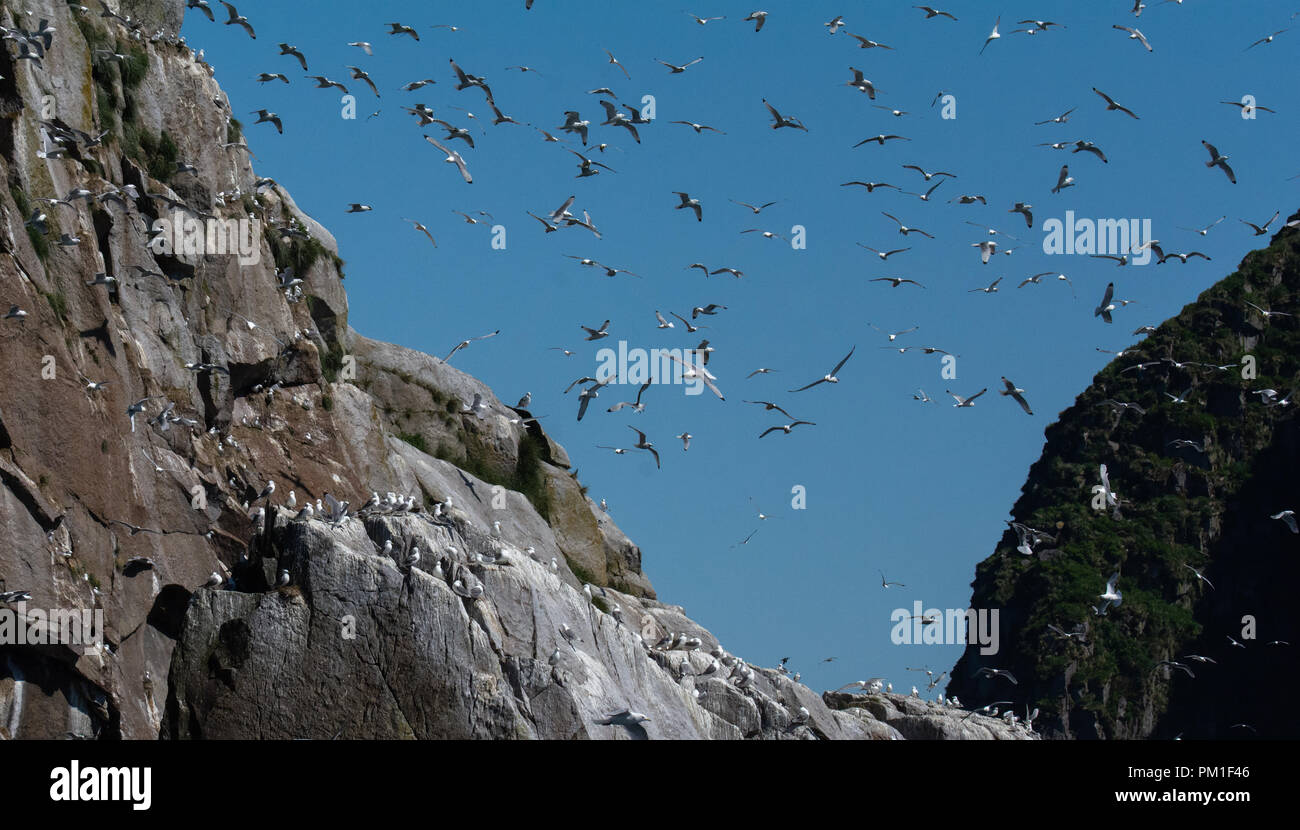 The sky is filled with gulls circling near a steep cliff. Stock Photo