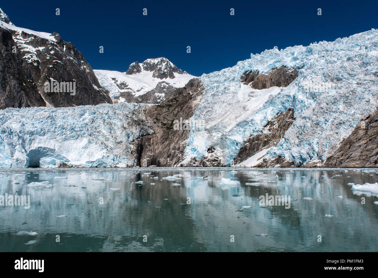 Several harbor seals rest on ice chalved from the Northwest Glacier which provides a curtain of ice in the background. Stock Photo